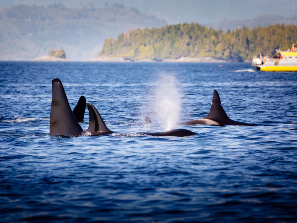 Whale watching near Vancouver, BC